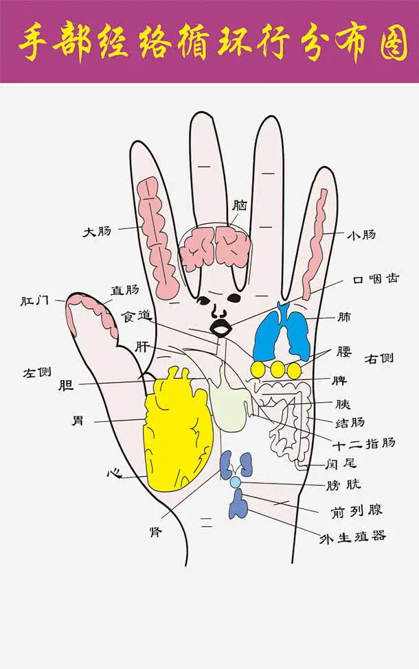 手部经络图高清素材 三焦经 人体 人体穴位经络 人体经络 任脉 冲脉 大肠经 头部经络穴位 小肠经 带脉 心包经 心经 手部穴位 手部经络图 ...