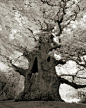 Beth Moon’s stunning images capture the power and mystery of the world’s remaining ancient trees