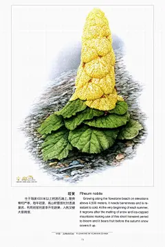 塔黄，生于海拔4000多米的流石滩上，每年初夏，高山积雪融化时迅速复苏，利用短暂夏季开花结果，入秋后又被大雪掩埋。