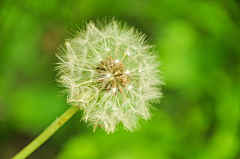 _谷雨采集到放慢脚步,静听—花言
