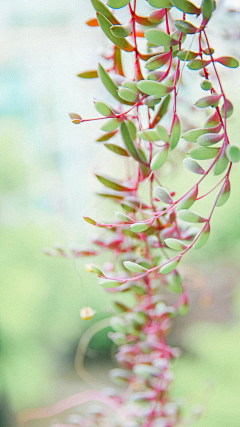 小资情绪、采集到植物、花朵