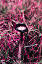 毒蘑菇，有种糜烂却绚丽的美感。_FrankieGao Photography