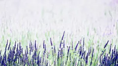   紫色梦幻薰衣草唯美桌面壁纸