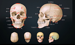 歪歪小汐然采集到角色/人体结构/游戏/肌肉/造型