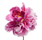 花花4