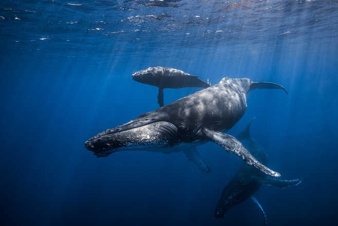 Humpback Whale