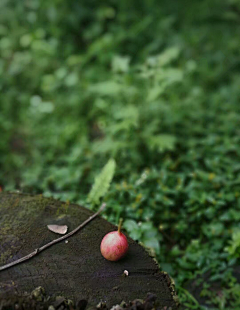 凉木采集到果蔬甜点食材