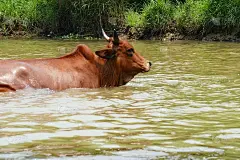 在河内附近过河的牛。河里一头牛的特写。