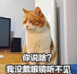 满脸都写着高兴 搞笑橘猫表情图片