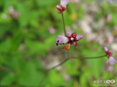 Feidian5采集到游记,小游雁荡山, 淡忘