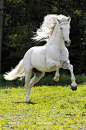 动物世界奔跑的白马高清图片