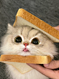 姨姨 你点的猫猫吐司到辣 ᵔ⤙ᵔ - 小红书