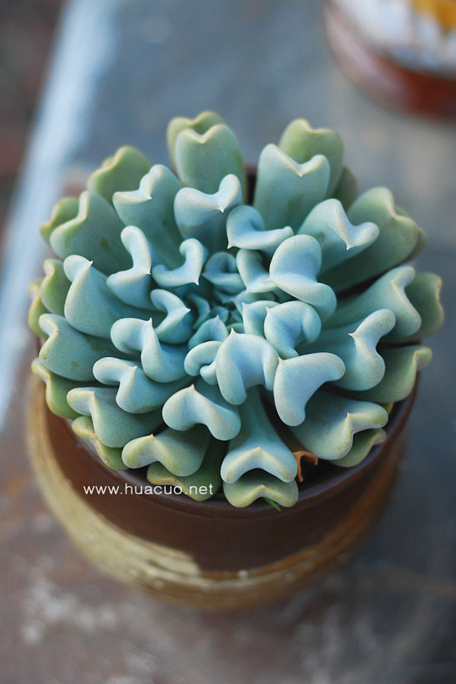 【花厝】多肉植物 特玉莲Echeveri...