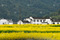 自然美,春天,中国,油菜花,婺源,田地,江西省,莫斯特,著名景点,梯田