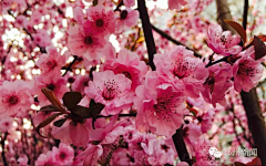 小C菜花采集到花（桃花）