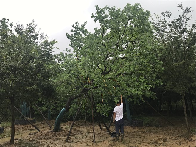斜飘乌桕1