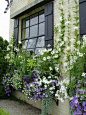 Window box design... stunning: 