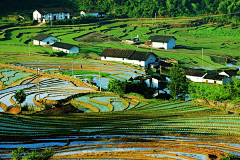 蕉雨落红叶采集到美图