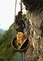尼泊尔采蜜人冒死登峭壁采集蜂蜜 - 去旅游 - 成都食尚论坛 -