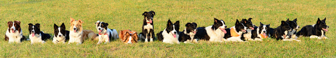 16_border_collie_by_...