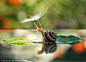 唯美摄影：撑阳伞的蜗牛