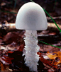 “毁灭天使”(Destroying Angel)学名为Amanita virosa，这种蘑菇在幼年看上去像鸡蛋，识别起来更加困难，自身会散发一种难闻的气味。