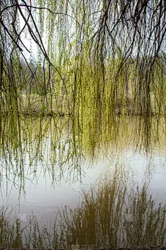 在下面,垂柳,簇叶从生的,自然美,湖,倒影湖,植物,背景,悬挂的,自然