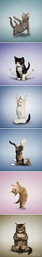 做瑜伽的猫猫
