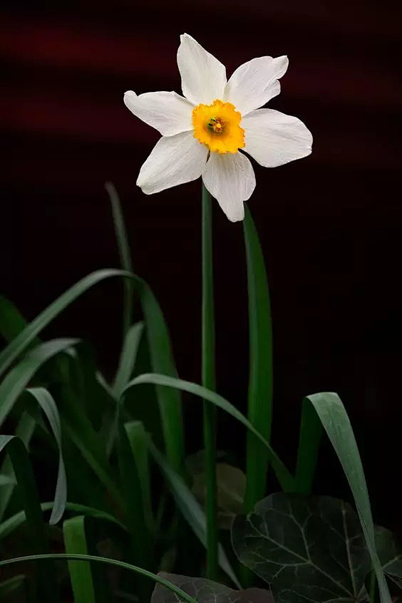 水仙，花開。