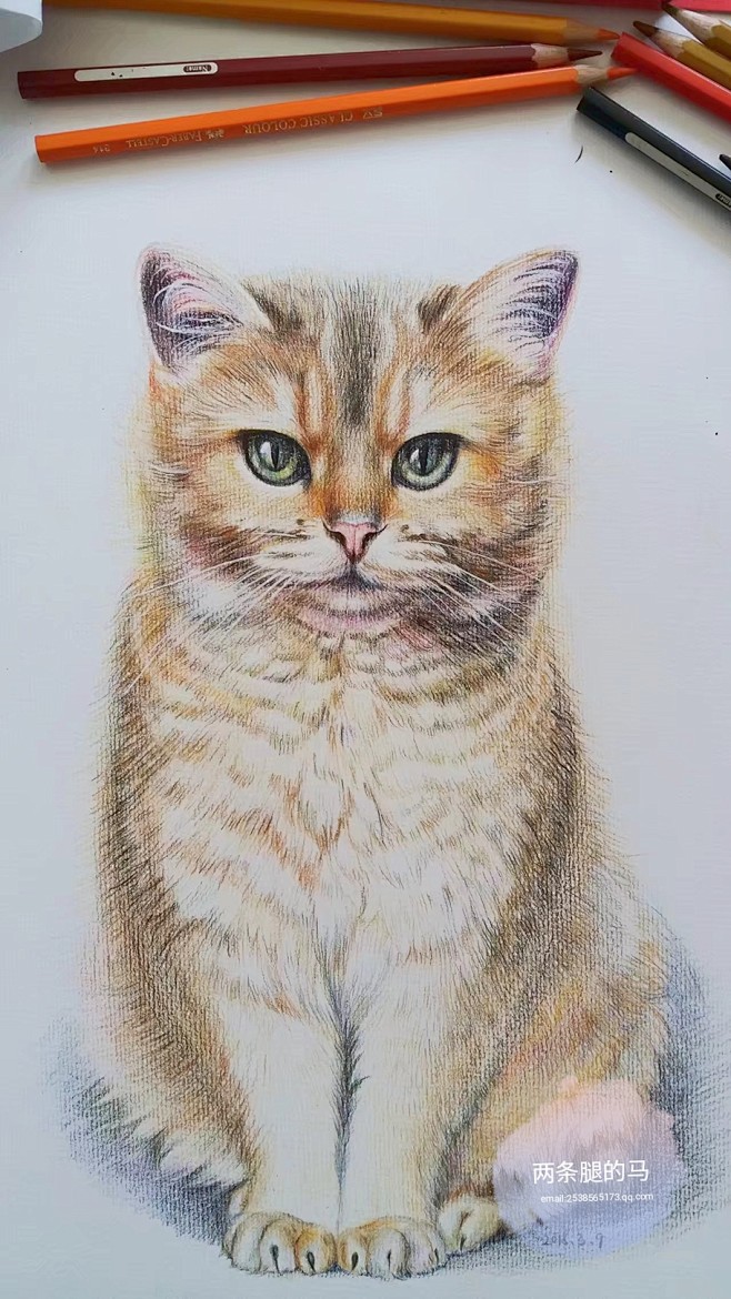 彩铅 手绘 猫 动物