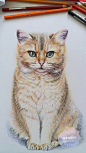 彩铅 手绘 猫 动物