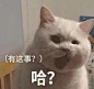 可爱喵喵表情包来啦。 ​​​​