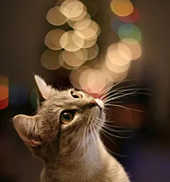 喵 