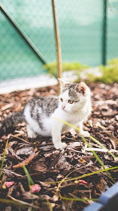 可爱萌萌哒小猫苹果手机桌面壁纸