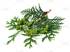 白色背景上有球果的苏佳的绿色小枝