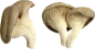 PNG 蘑菇 免抠素材 合成 (14)