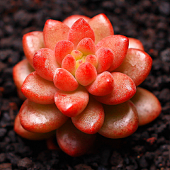 ℡阿东采集到植物素材