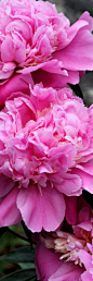 赏牡丹 -唐 刘禹锡
庭前芍药妖无格，
池上芙蕖净少情。
惟有牡丹真国色，
花开时节动京城。