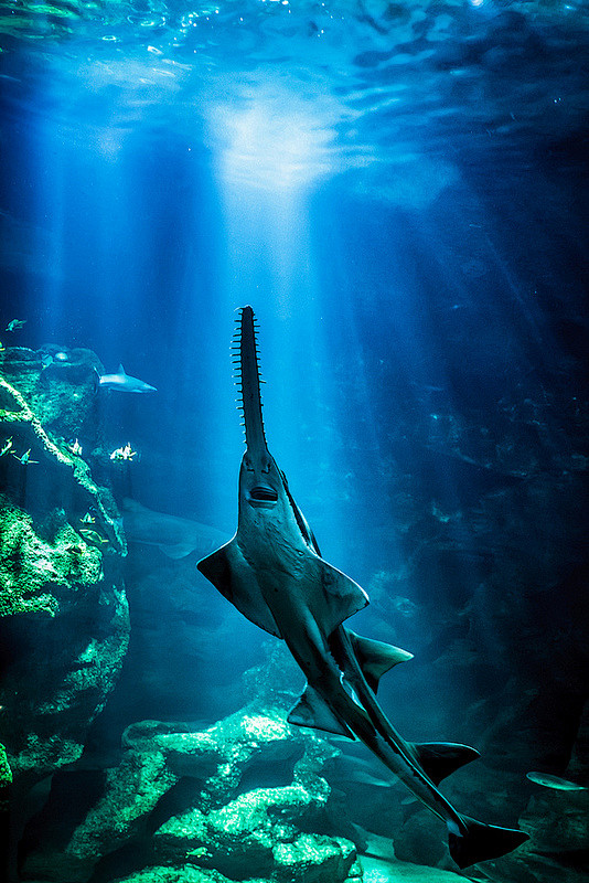 sawfish