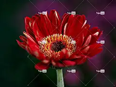 非洲菊 花 花壁纸 红花 花瓣 美丽的花朵 红色花瓣 盛开 开花