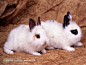 黑眼睛的两只小兔子侧面照桌面壁纸
