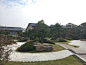 造型松