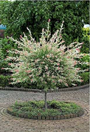 彩叶杞柳salixintegrahakuronishiki棒棒糖