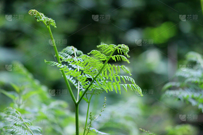 欧洲蕨,复叶,树林,叶子,蕨类,图像,蕨菜,自然,非都市风光,水平画幅