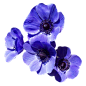 PNGPIX-COM-Purple-Flower-PNG-Transparent-Image.png (1200×1195)