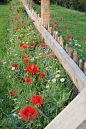 beautiful wildflowers along fence line