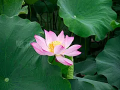 Close-Up of Lotus Water Lily in Pond, Tongling, Anhui Province, China