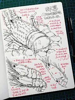 视觉传达设计考研手绘素材笔记-虾篇_1_Allen手绘日记_来自小红书网页版