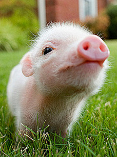 可爱的小猪 图乐网www.tu6.cn