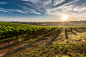 tuscany-grape-field-nature-51947.jpeg (2200×1467)